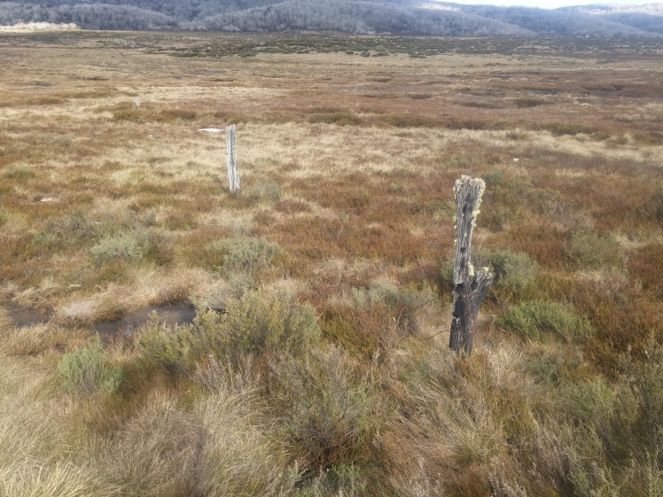 Old fenceposts on the plain
